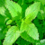 1000 LEMON BALM CITRONELLA PERENNIAL SEEDS MOSQUITO INSECT REPELLENT NON-GMO US