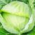 Golden Acre Cabbage Seeds | NON-GMO | Heirloom | Fresh Garden Seeds
