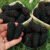 Dwarf Blue Curled Scotch Kale Seeds | Heirloom | Non-GMO | Fresh Garden Seeds