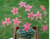Graptopetalum Bellum exotic succulent rare mesembs flowering plant 100 SEEDS