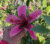 EXOTIC TROPICAL FIJI ISLAND HIBISCUS WELL ROOTED STARTER LIVE PLANT 5″ TALL