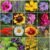 ALL PERENNIAL Wild Flower Mix. Pollinator Food, Garden Heirloom, 1200+ Seeds