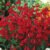 Penstemon EATON’S Red Hummingbird Perennial Beardtongue USA Non-GMO 200 Seeds!
