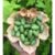 Explore Exotic Flavors with 50pcs Cucamelon Seeds – Mexican Mini Sour Gherkin