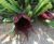 Stapelia Leendertziae exotic huernia rare orbea succulent plant seed 5 seeds